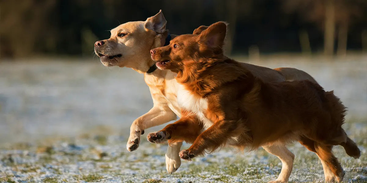 Gewrichtsproblemen bij honden: symptomen, oorzaken en wat je kunt doen
