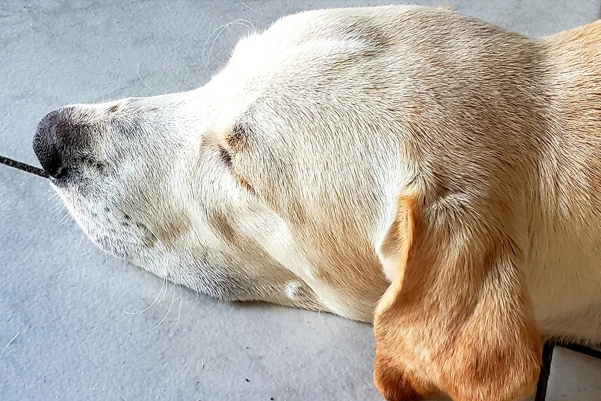 Waarom heeft mijn hond darmproblemen? Oorzaken en tips