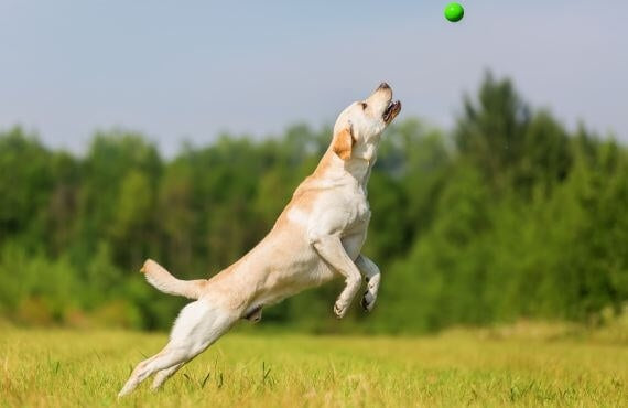 Glucosamine voor honden: natuurlijke ondersteuning van gewrichten