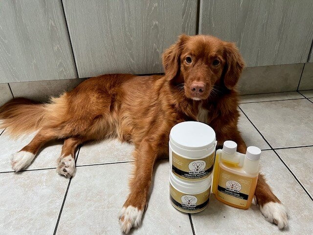 Top 5 beste hondensupplementen voor een gezonde en gelukkige Hond