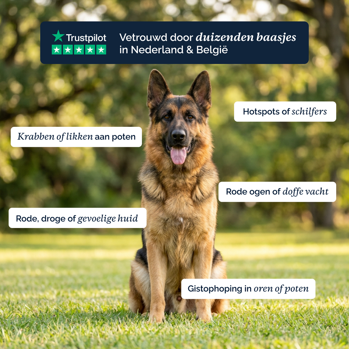 Juckreizlindernde probiotische Kausnacks für Hunde – 180 g