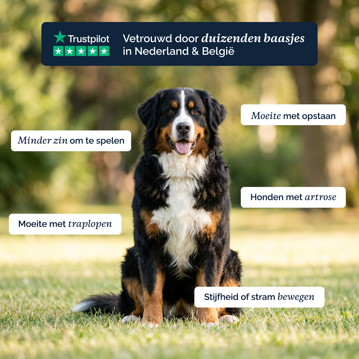 Complete Support + chews voor honden – 180g