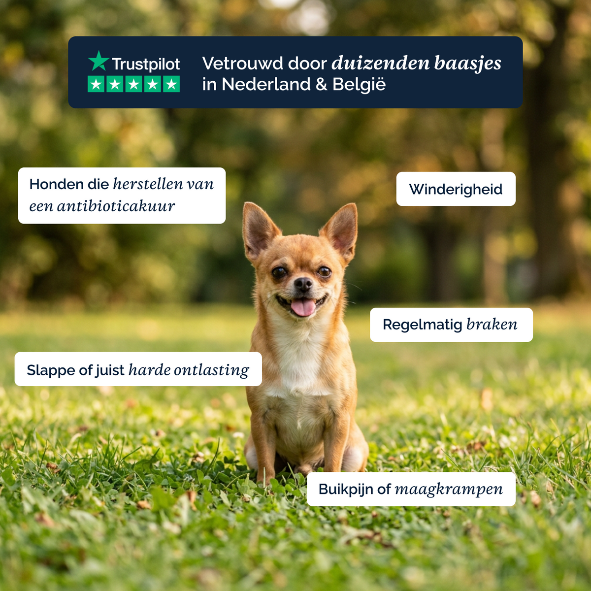 Darmflora Probiotische Kausnacks für Hunde – 180 g