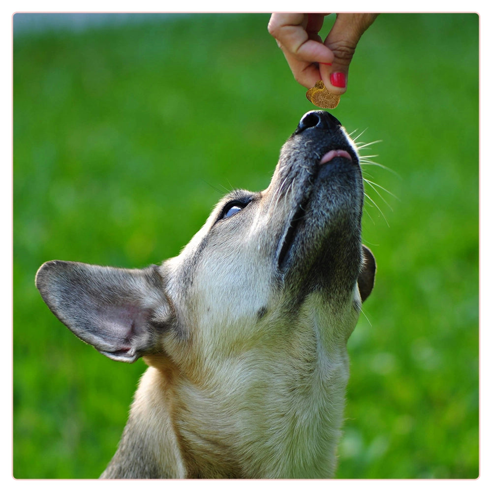 Juckreizlindernde probiotische Kausnacks für Hunde – 180 g