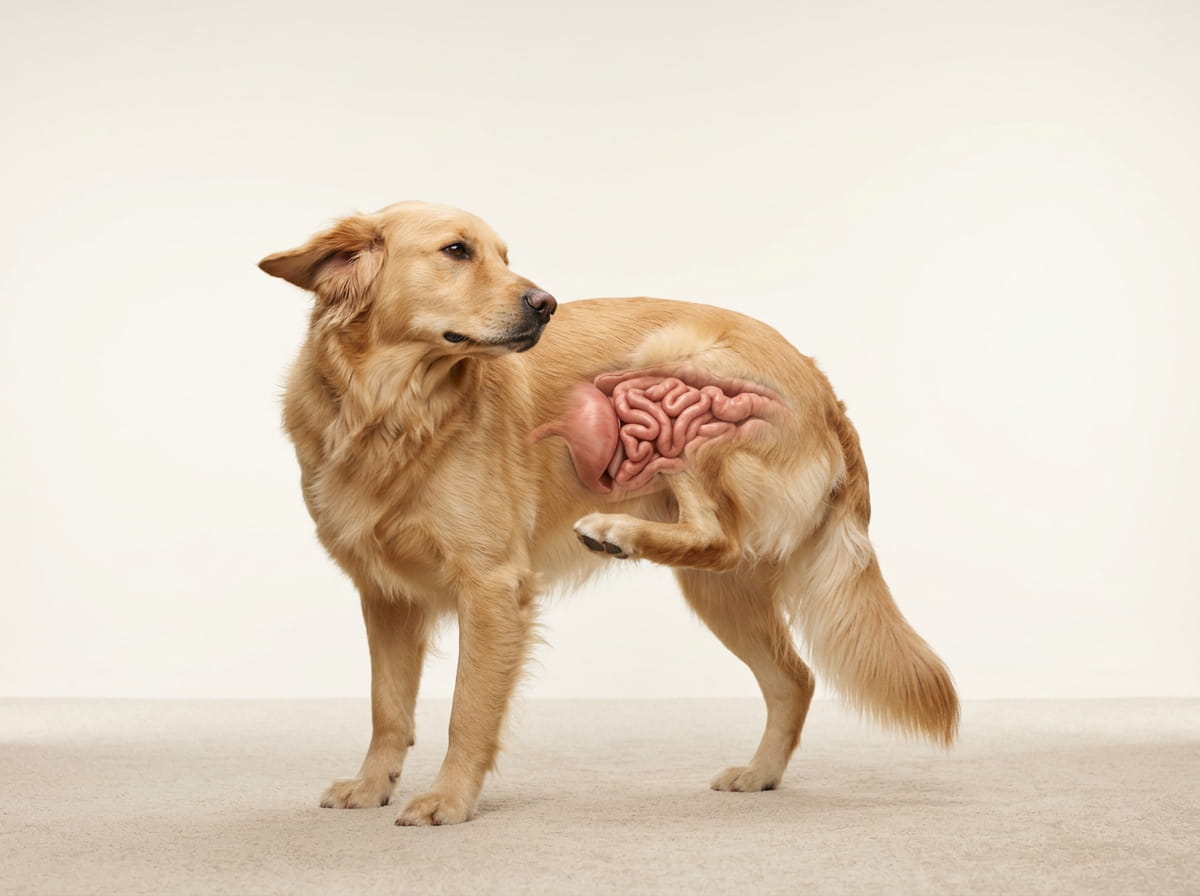 5 Redenen Waarom Jouw Hond Dit Anti-Jeuk Supplement Nodig Heeft