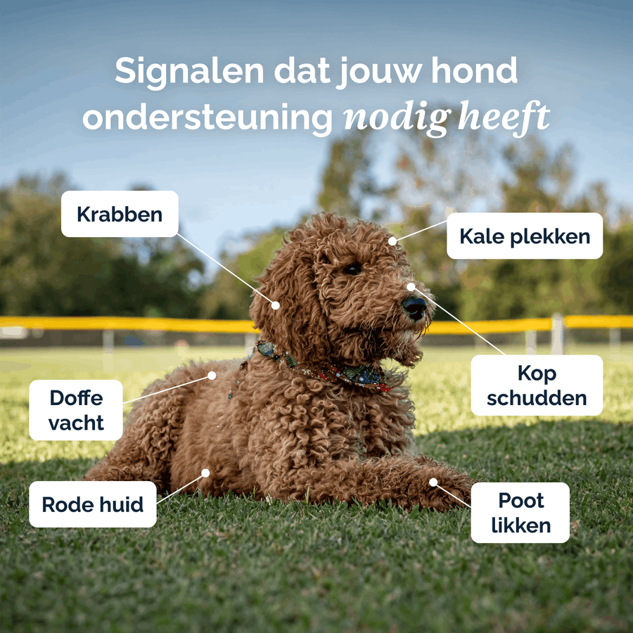 Juckreizlindernde probiotische Kausnacks für Hunde – 180 g