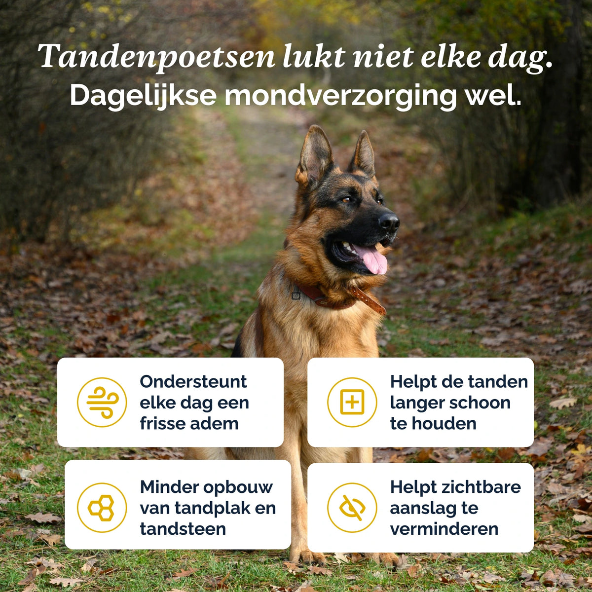 Perfect Mouth Pulver für Hunde und Katzen – 60 g