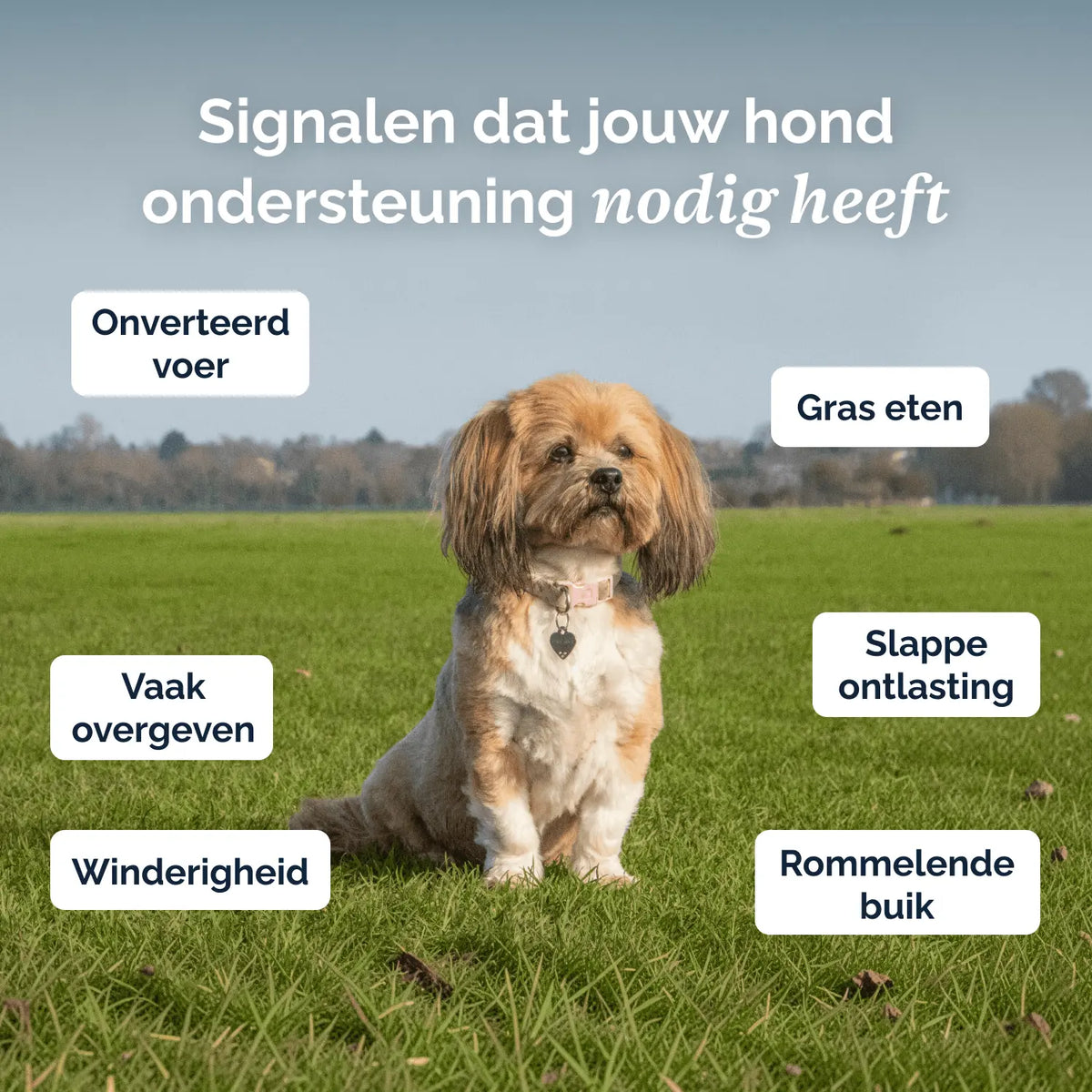 Darmflora Probiotische Kausnacks für Hunde – 180 g