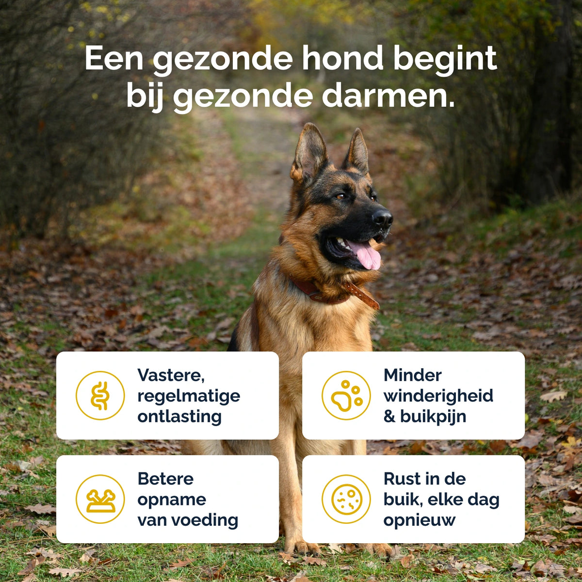 Darmflora Probiotische Kausnacks für Hunde – 180 g