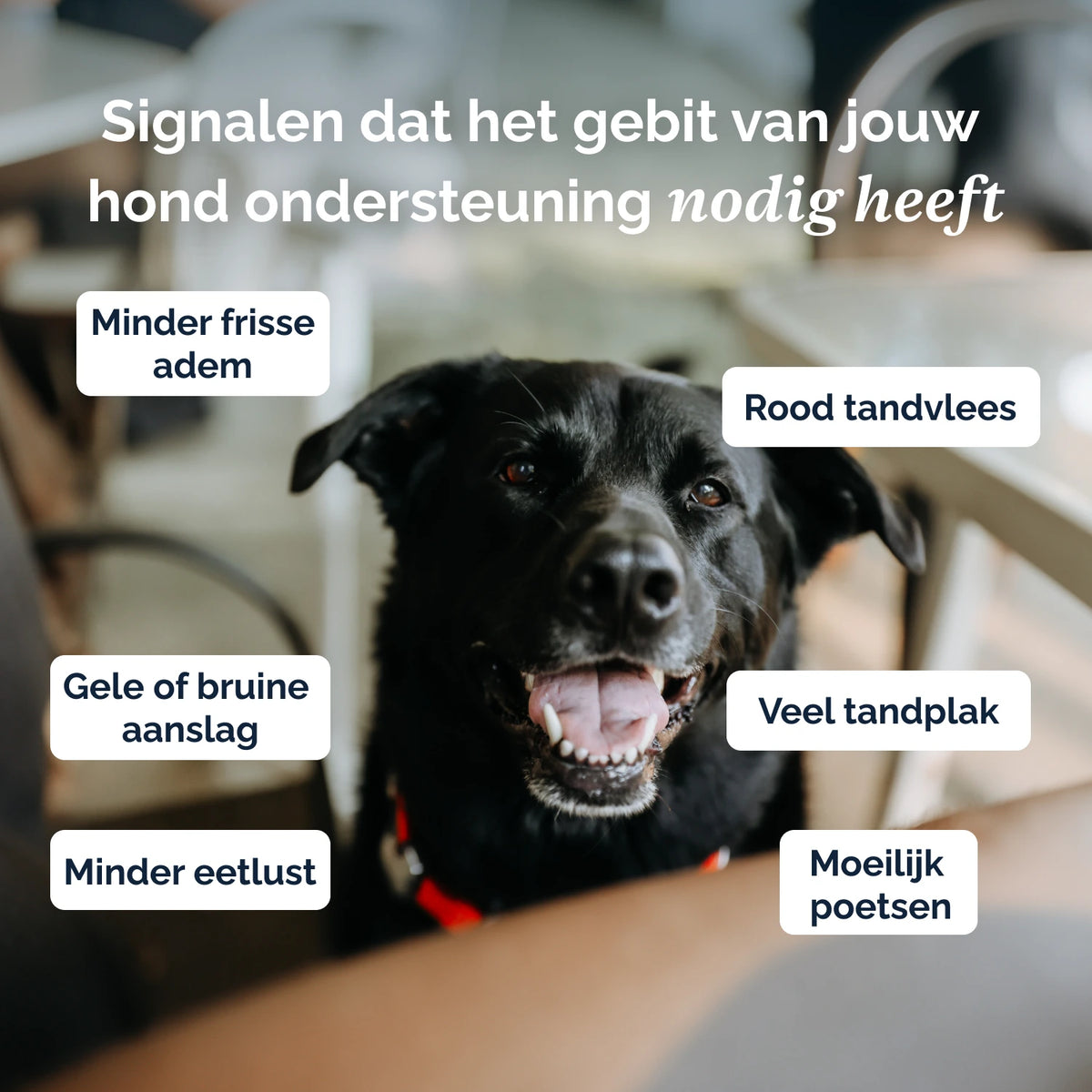 Perfect Mouth Pulver für Hunde und Katzen – 60 g